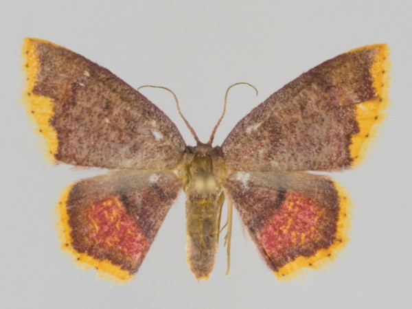/filer/webapps/moths/media/images/N/nigribasalis_Chrysocraspeda_A_Brehm.jpg