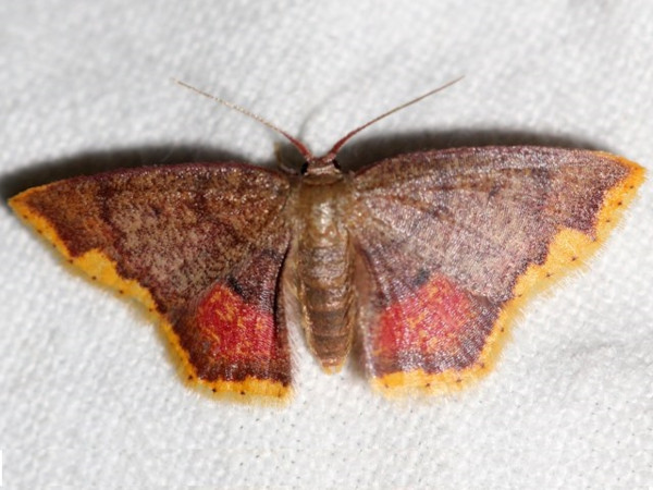 /filer/webapps/moths/media/images/N/nigribasalis_Chrysocraspeda_A_Grimm.jpg