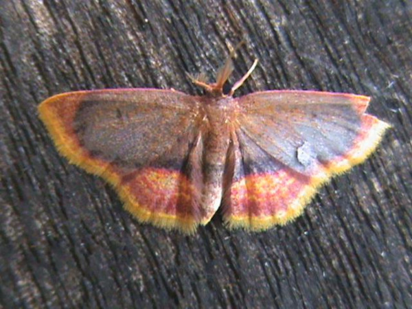 /filer/webapps/moths/media/images/N/nigribasalis_Chrysocraspeda_A_Guyonnet.jpg