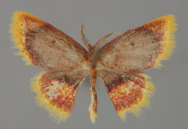 /filer/webapps/moths/media/images/N/nigribasalis_Chrysocraspeda_A_ZSM_01.jpg