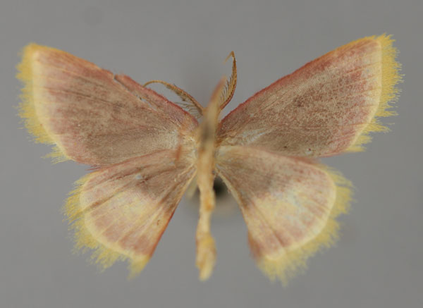 /filer/webapps/moths/media/images/N/nigribasalis_Chrysocraspeda_A_ZSM_02.jpg