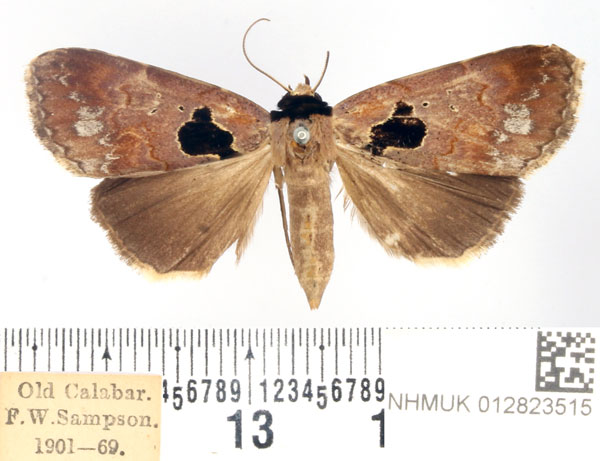 /filer/webapps/moths/media/images/N/nigribasis_Anoba_AF_BMNH_01.jpg