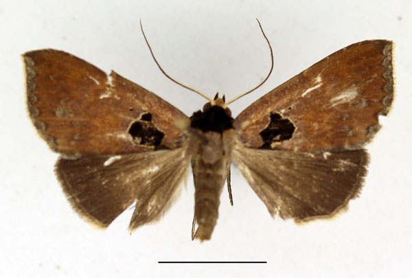 /filer/webapps/moths/media/images/N/nigribasis_Anoba_AM_Aulombard_02.jpg