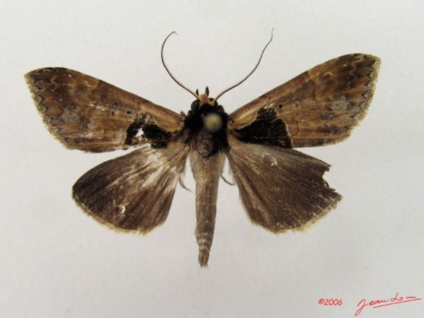 /filer/webapps/moths/media/images/N/nigribasis_Anoba_A_Alberta_01.jpg