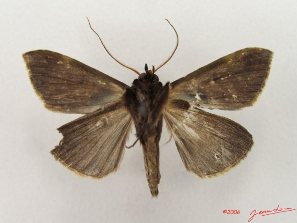 /filer/webapps/moths/media/images/N/nigribasis_Anoba_A_Albertb_01.jpg