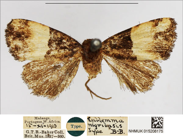 /filer/webapps/moths/media/images/N/nigribasis_Eublemma_HT_NHMUK.jpg