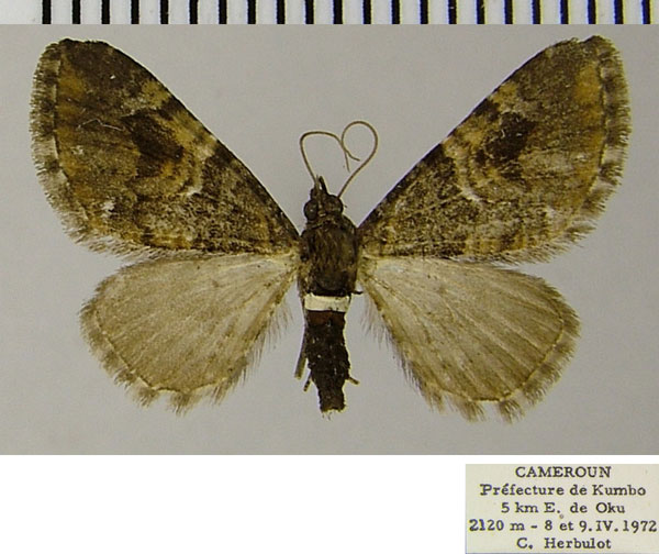 /filer/webapps/moths/media/images/N/nigribasis_Eupithecia_AF_ZSM.jpg