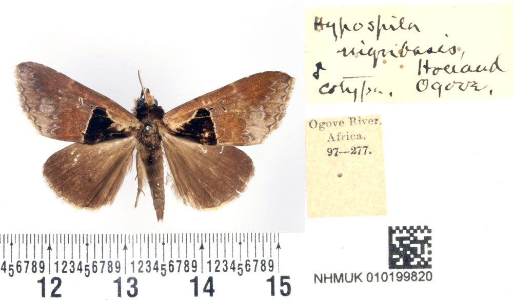 /filer/webapps/moths/media/images/N/nigribasis_Hypospila_STM_BMNH.jpg