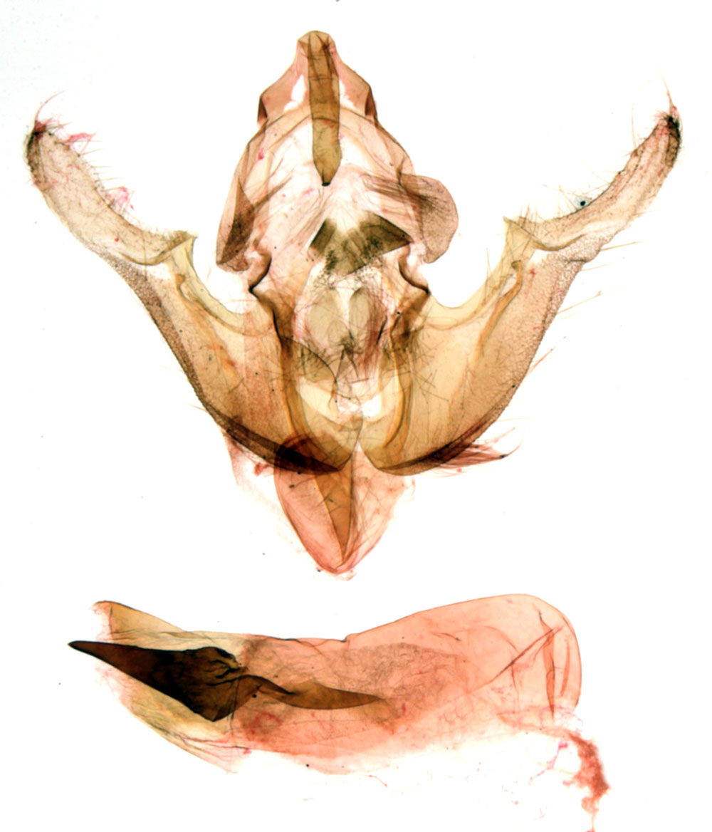 /filer/webapps/moths/media/images/N/nigribasis_Poeonoma_GMHT_MNHN_477.jpg