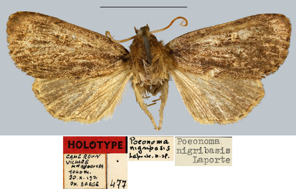 /filer/webapps/moths/media/images/N/nigribasis_Poeonoma_HT_MNHN.jpg