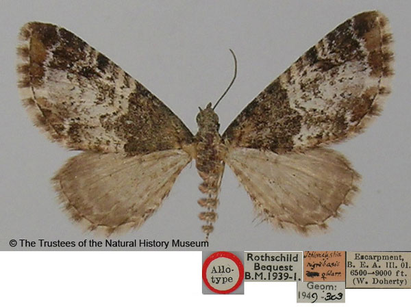 /filer/webapps/moths/media/images/N/nigribasis_Tephroclystia_AT_BMNH.jpg