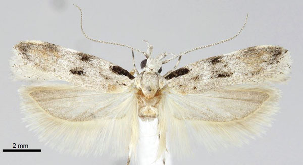 /filer/webapps/moths/media/images/N/nigribasis_Tricerophora_AM_ZMHB.jpg