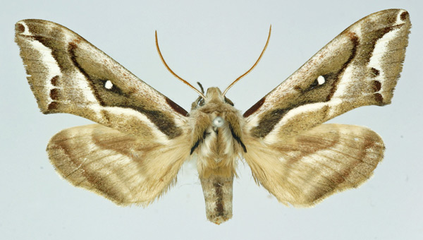 /filer/webapps/moths/media/images/N/nigricans_Ceridia_AM_Basquin_01.jpg