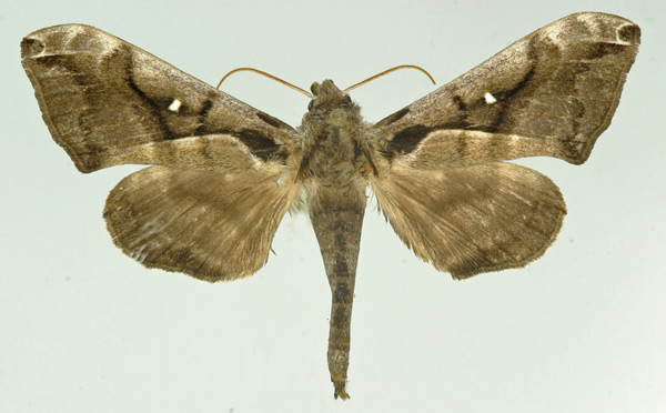 /filer/webapps/moths/media/images/N/nigricans_Ceridia_AM_Basquin_02.jpg