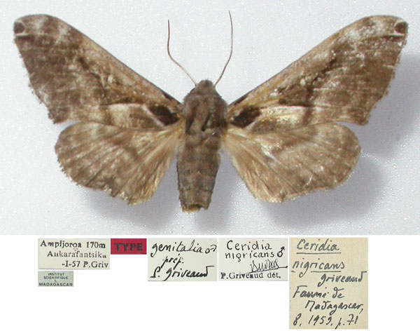 /filer/webapps/moths/media/images/N/nigricans_Ceridia_HT_MNHN.jpg