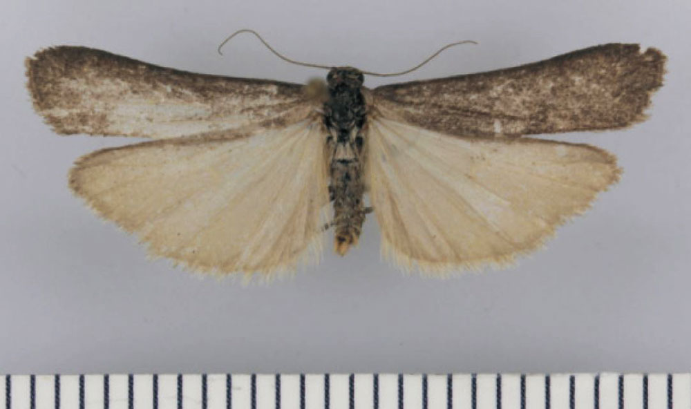/filer/webapps/moths/media/images/N/nigricans_Entephrilema_HT_TMSA.jpg