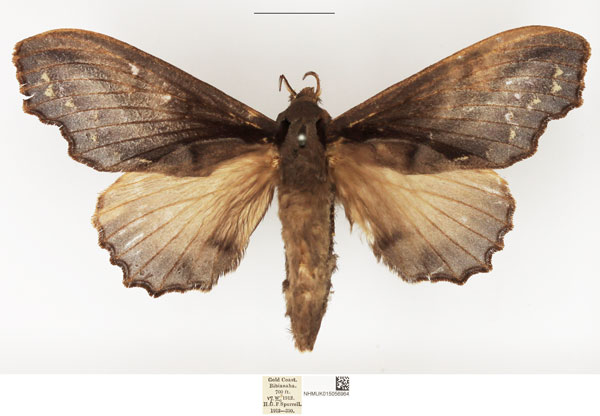 /filer/webapps/moths/media/images/N/nigricans_Odontogama_AF_NHMUK.jpg