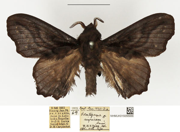 /filer/webapps/moths/media/images/N/nigricans_Odontogama_AM_NHMUK.jpg
