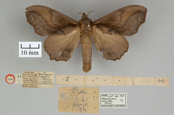 /filer/webapps/moths/media/images/N/nigricans_Odontogama_STF_OUMNH_01.jpg
