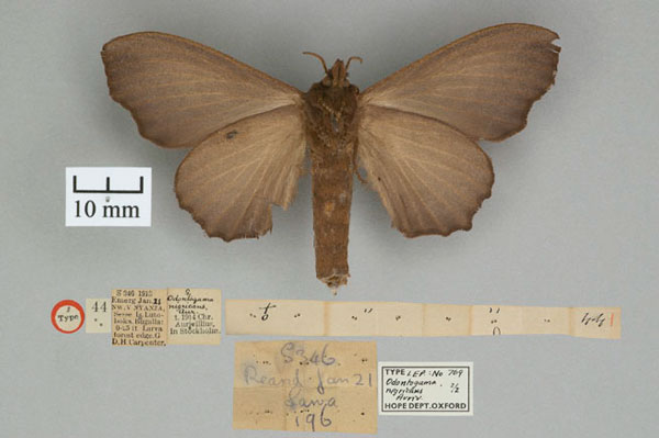 /filer/webapps/moths/media/images/N/nigricans_Odontogama_STF_OUMNH_02.jpg