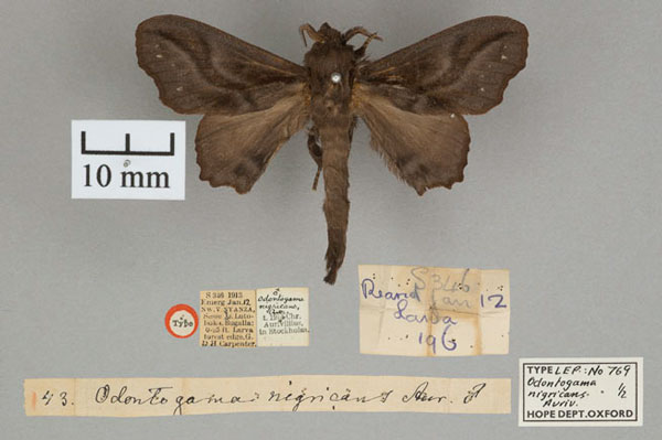 /filer/webapps/moths/media/images/N/nigricans_Odontogama_ST_OUMNH_01.jpg