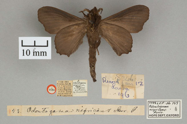 /filer/webapps/moths/media/images/N/nigricans_Odontogama_ST_OUMNH_02.jpg