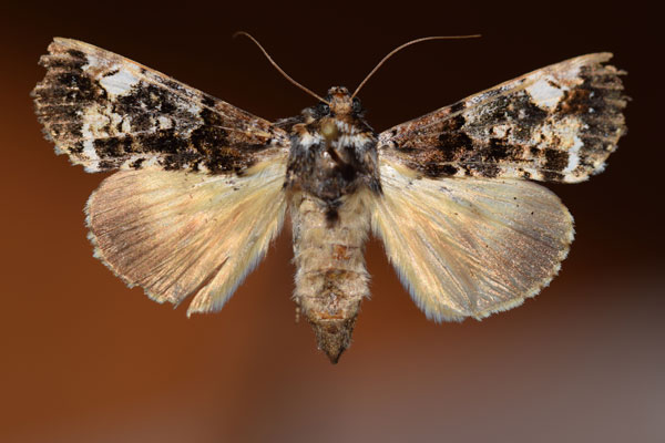 /filer/webapps/moths/media/images/N/nigricans_Ulotrichopus_AF_Butler.jpg