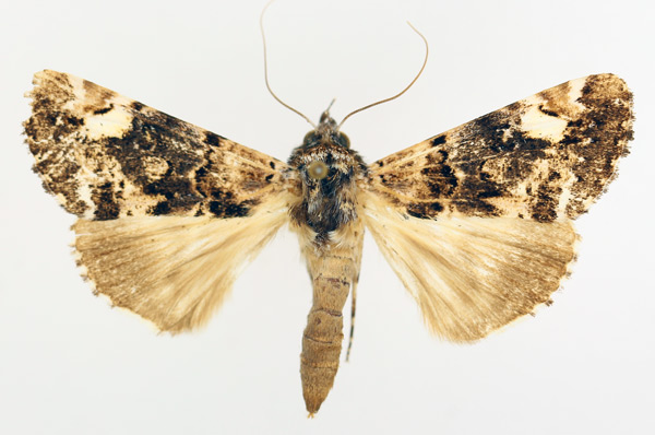 /filer/webapps/moths/media/images/N/nigricans_Ulotrichopus_AF_TMSA_01.jpg