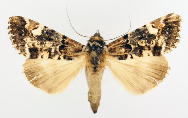 /filer/webapps/moths/media/images/N/nigricans_Ulotrichopus_AF_TMSA_02.jpg