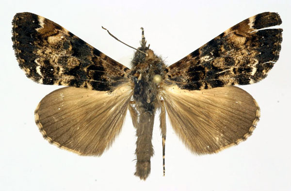 /filer/webapps/moths/media/images/N/nigricans_Ulotrichopus_AM_Basquin.jpg