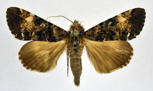 /filer/webapps/moths/media/images/N/nigricans_Ulotrichopus_AM_NHMO.jpg