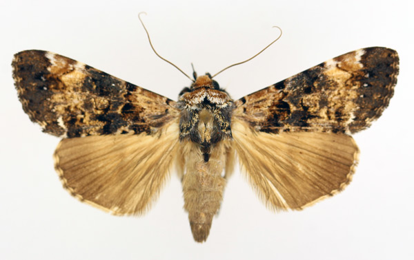 /filer/webapps/moths/media/images/N/nigricans_Ulotrichopus_AM_TMSA_01.jpg