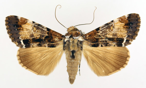/filer/webapps/moths/media/images/N/nigricans_Ulotrichopus_AM_TMSA_02.jpg