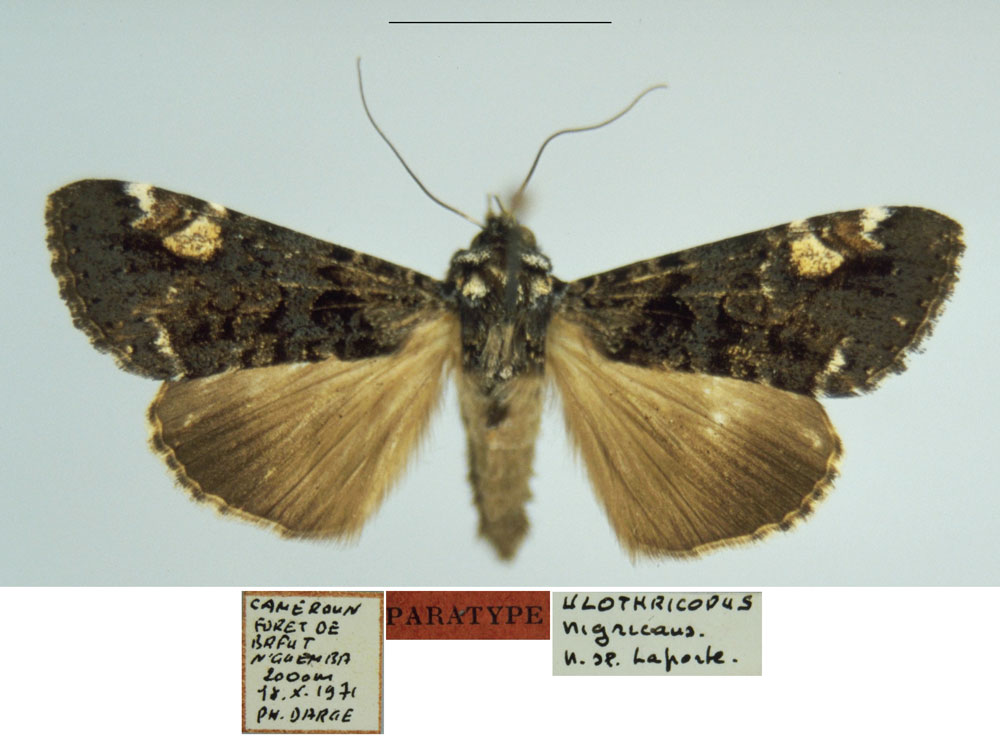 /filer/webapps/moths/media/images/N/nigricans_Ulotrichopus_PTM_MNHN.jpg