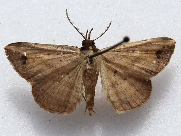 /filer/webapps/moths/media/images/N/nigriceps_Maxera_A_Goff.jpg