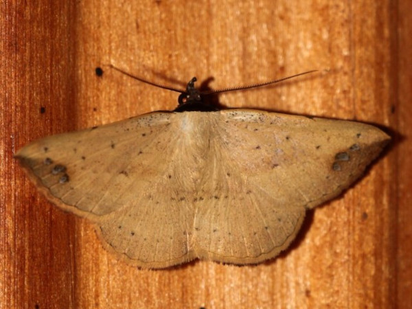 /filer/webapps/moths/media/images/N/nigriceps_Maxera_A_Grimm.jpg
