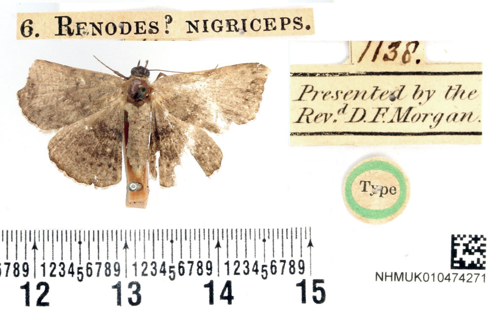 /filer/webapps/moths/media/images/N/nigriceps_Renodes_HT_BMNH.jpg