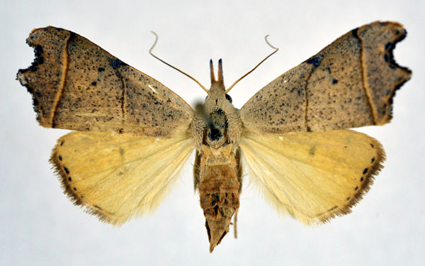 /filer/webapps/moths/media/images/N/nigriciliata_Paralephana_AF_NHMO.jpg
