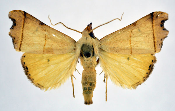 /filer/webapps/moths/media/images/N/nigriciliata_Paralephana_AM_NHMO.jpg