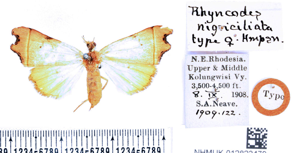 /filer/webapps/moths/media/images/N/nigriciliata_Paralephana_AT_BMNH.jpg