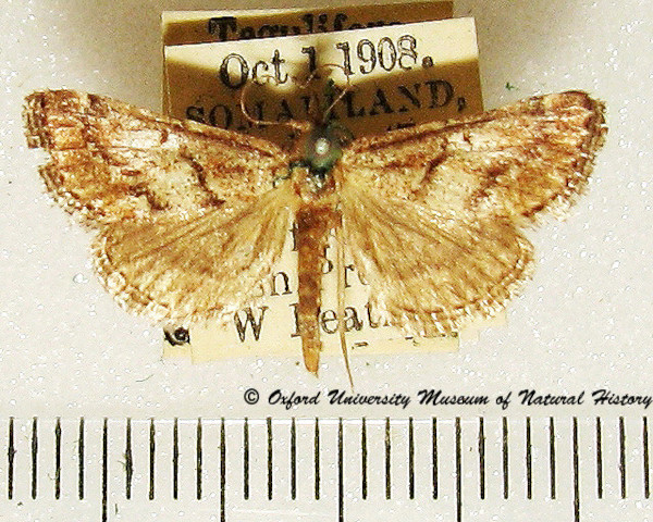 /filer/webapps/moths/media/images/N/nigricinctalis_Zitha_A_OUMNH_02.jpg