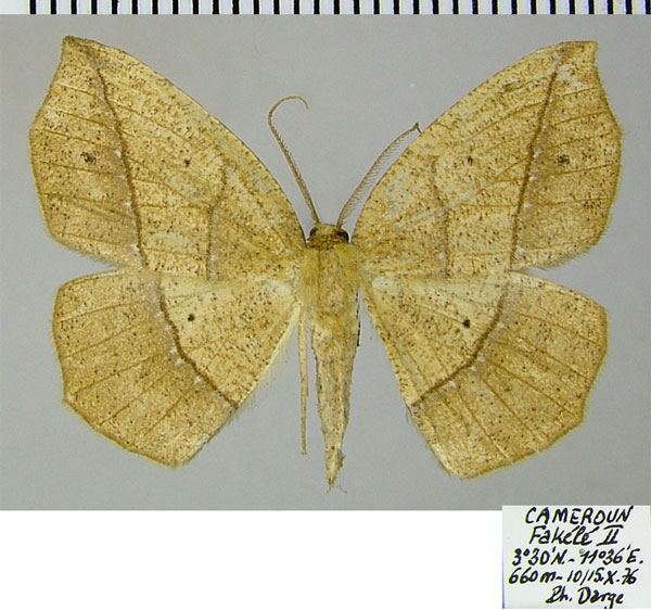 /filer/webapps/moths/media/images/N/nigricola_Epigynopteryx_AF_ZSM.jpg