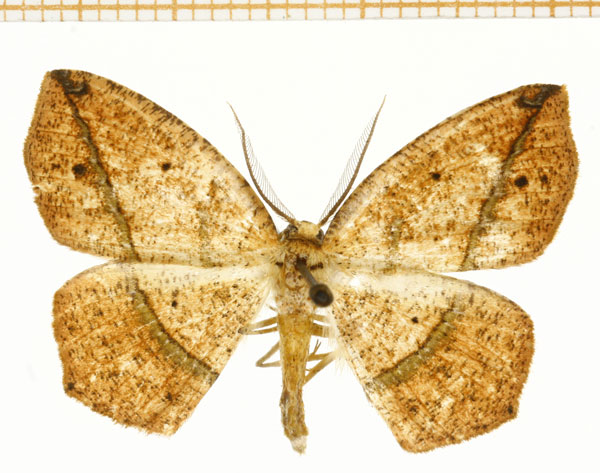 /filer/webapps/moths/media/images/N/nigricola_Epigynopteryx_AM_DePrins.jpg