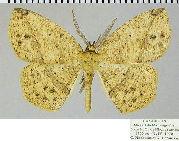 /filer/webapps/moths/media/images/N/nigricola_Epigynopteryx_AM_ZSMa.jpg