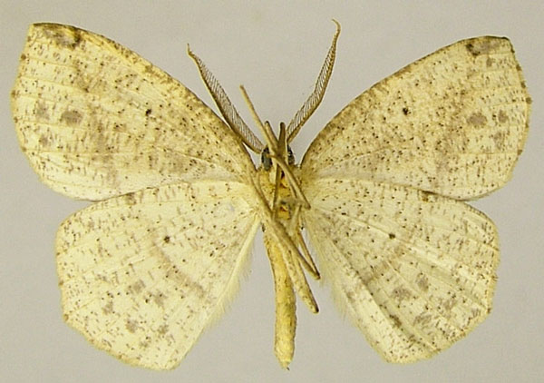 /filer/webapps/moths/media/images/N/nigricola_Epigynopteryx_AM_ZSMb.jpg