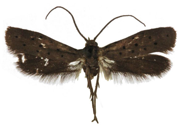 /filer/webapps/moths/media/images/N/nigricola_Yponomeuta_AM_BMNH.jpg