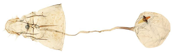 /filer/webapps/moths/media/images/N/nigricola_Yponomeuta_GF_BMNH_28370.jpg