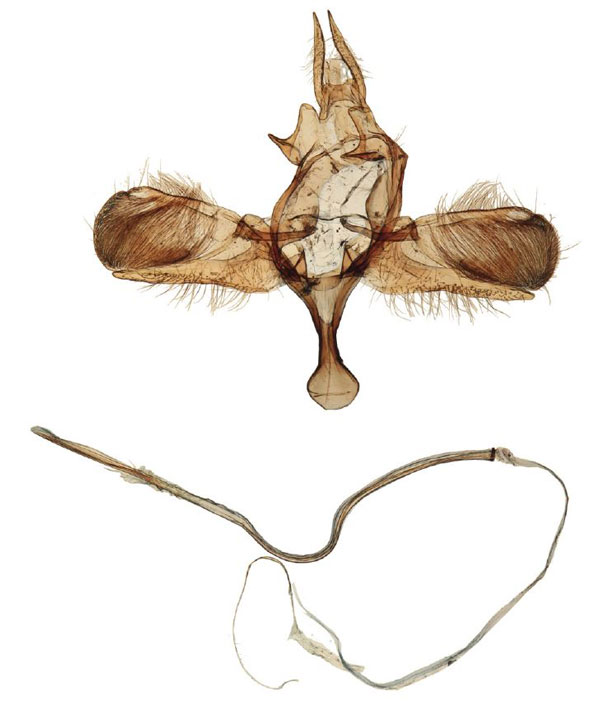 /filer/webapps/moths/media/images/N/nigricola_Yponomeuta_GM_BMNH_34350.jpg