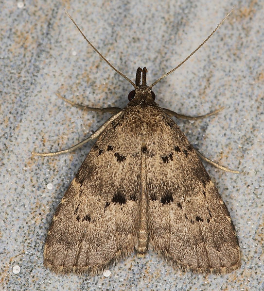 /filer/webapps/moths/media/images/N/nigricolora_Hypenodes_AM_Heyns_01.jpg