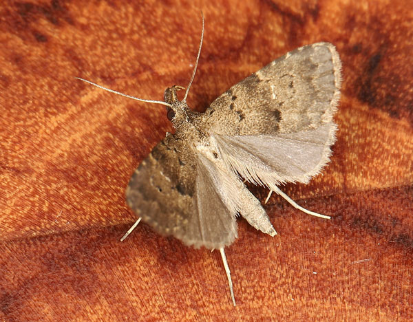 /filer/webapps/moths/media/images/N/nigricolora_Hypenodes_AM_Heyns_02.jpg